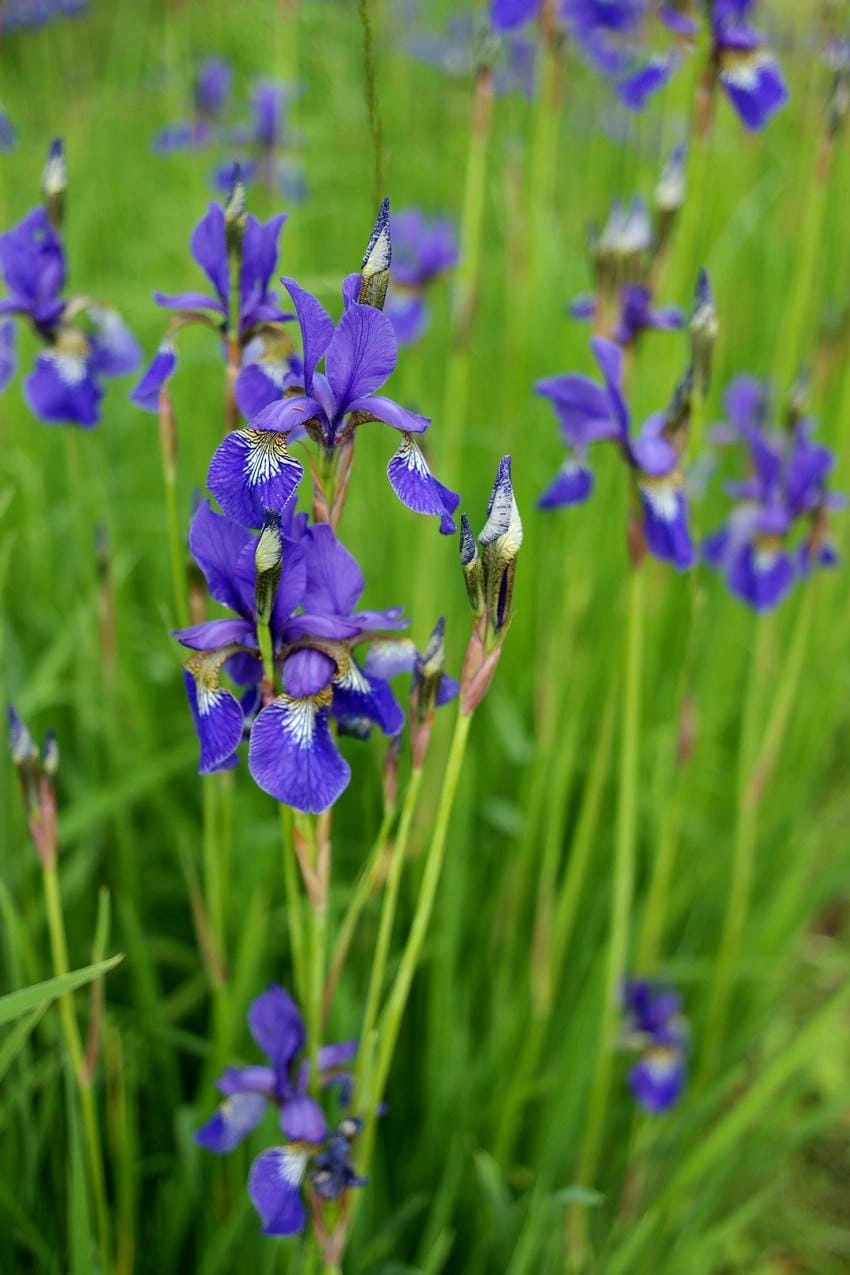 Ý nghĩa hoa violet tím là tình yêu bền lâu