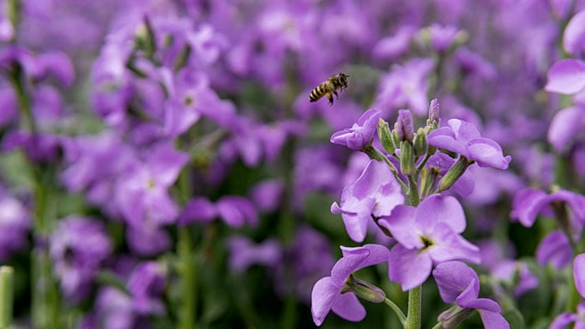 Bình hoa violet trang trí bàn làm việc thêm nhẹ nhàng