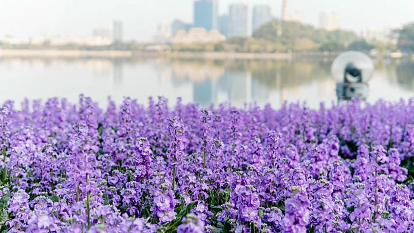 Bó hoa violet tím thích hợp tặng người yêu lãng mạn