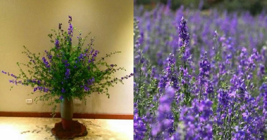 Ảnh hoa violet mang màu tím mộng mơ đầy lôi cuốn