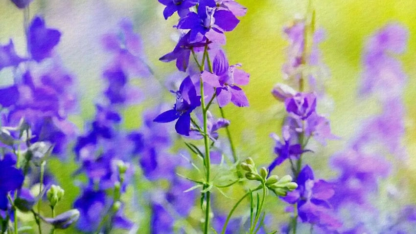 Cây hoa violet có kích thước nhỏ gọn dễ chăm sóc