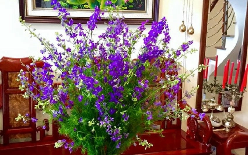 Vườn hoa violet nở rộ vào tiết trời đầu xuân