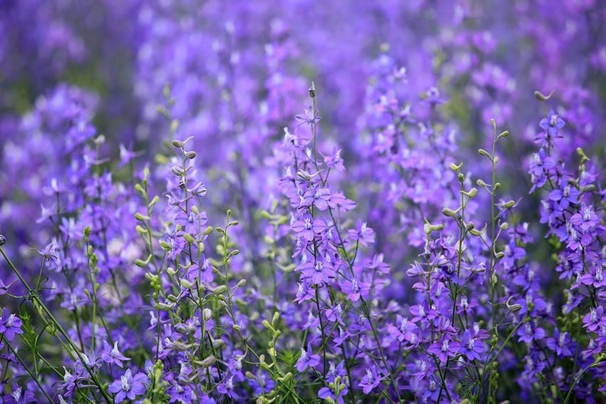 Cánh đồng hoa violet mang nét đẹp lãng đãng cổ tích