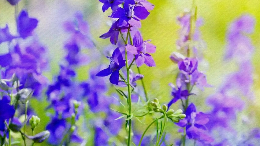 Hình nền hoa violet được ưa chuộng trong thiết kế thơ