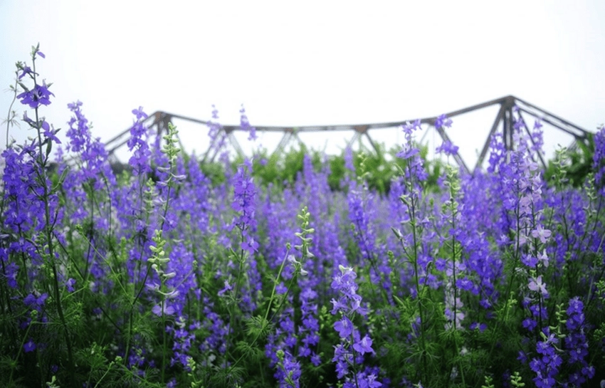 Hoa violet tím dịu dàng mang theo hương ký ức