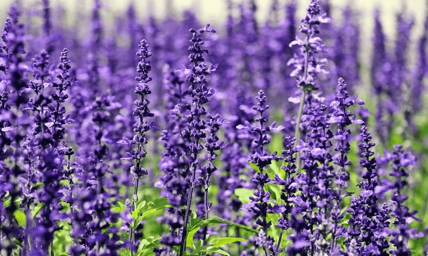 Hoa violet tím thường gắn với sự thủy chung