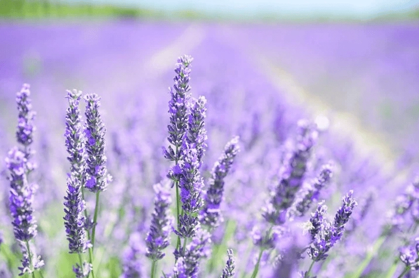Cắm hoa violet tạo nét thơ mộng cho không gian