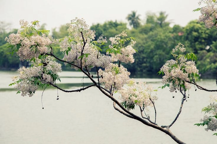 Cây hoa xoan tỏa bóng mát sân đình