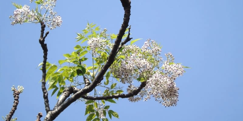 Lời bài hát hoa xoan đượm buồn da diết