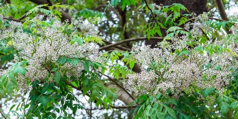 Hoa xoan theo gió bay mộng mơ dịu dàng