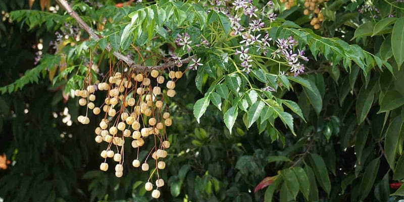 Hoa xoan tím lịm dưới mái đình xưa cũ