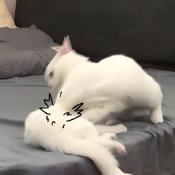 Đấm nhau meme lan khắp cộng đồng mạng Việt