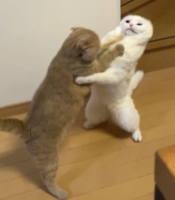 Hình meme đấm nhau lan truyền khắp Facebook