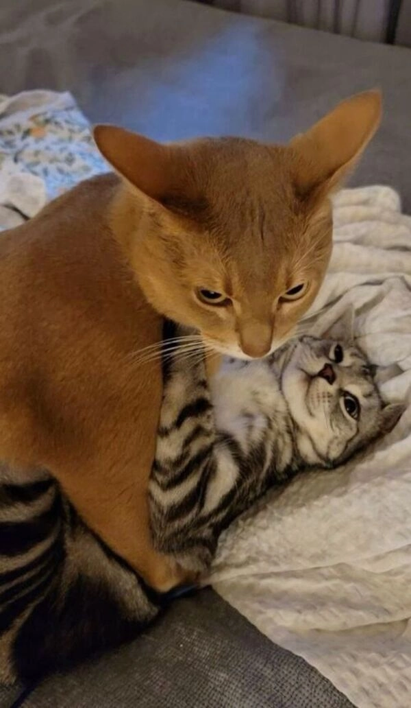 Meme đấm cho phát thể hiện cú bùng nổ cảm xúc