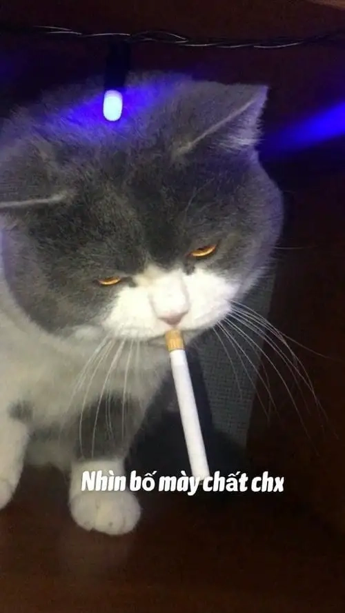 Meme con vật biểu cảm hài đến khó tin