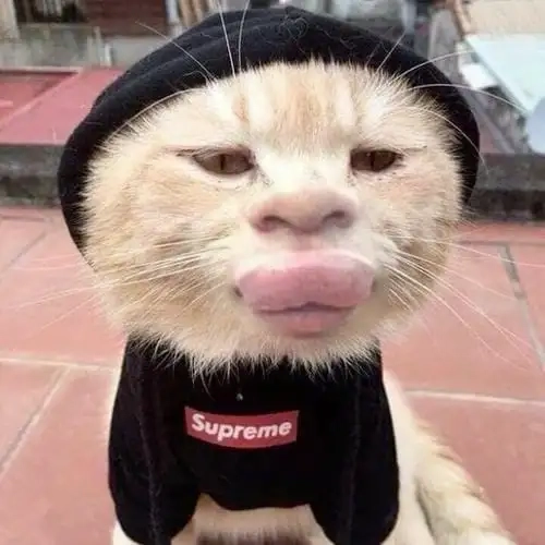 Ảnh meme động vật hài ai nhìn cũng thích