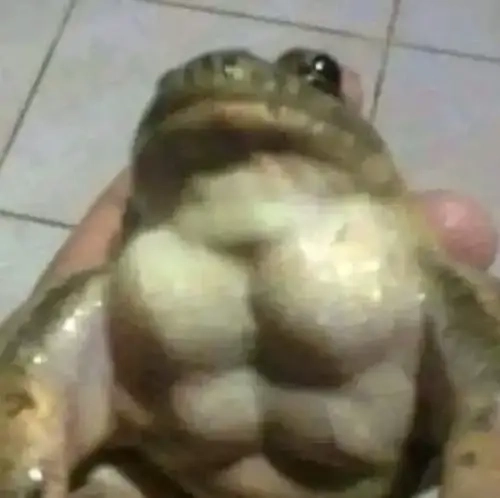 Hình ảnh meme động vật tràn ngập cộng đồng