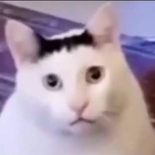 Ảnh meme động vật cute chiếm sóng mạng xã hội