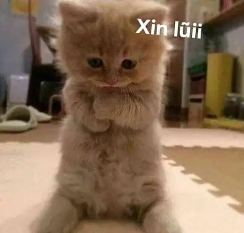 Meme con vật mang sắc thái hài khó đỡ