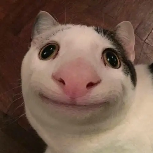 Đoán con vật meme là trào lưu giải trí mới