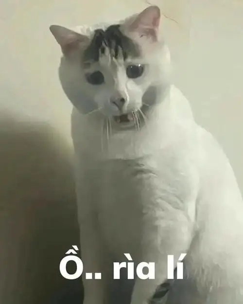 Hình meme động vật dễ thương làm tan chảy tim