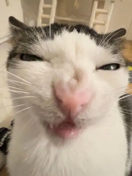 Meme động vật ngộ nghĩnh khiến ai cũng vui