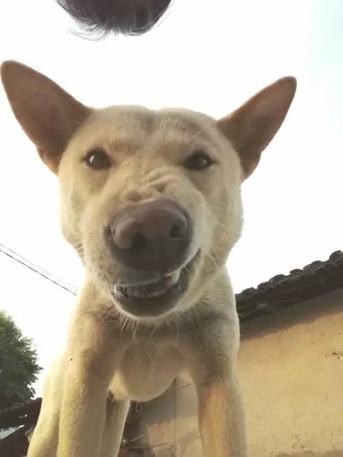 Meme động vật hài xuất hiện khắp group hài