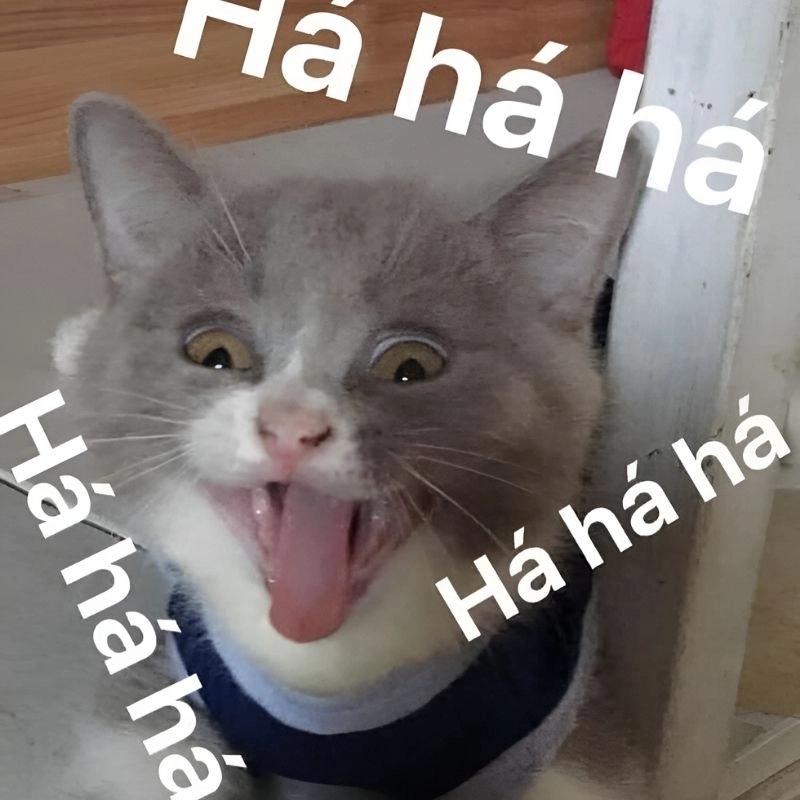 Meme ah haha dành cho những pha ngơ ngác