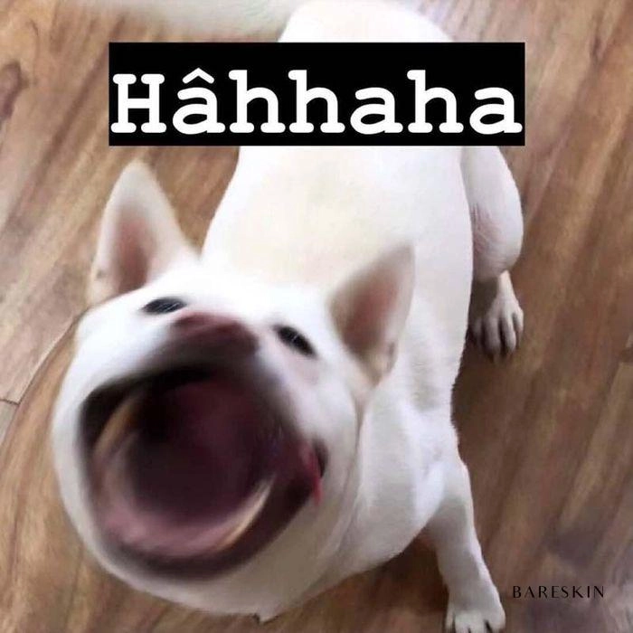 Meme hahaha dành cho ai thích cà khịa nhẹ