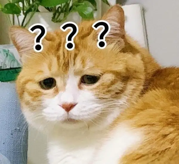 Meme hỏi chấm phù hợp khi không biết nói gì