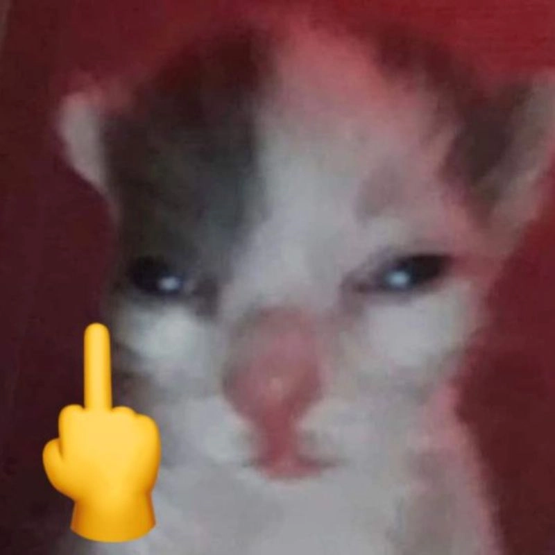 Meme ảnh mèo giơ ngón giữa quá lầy lội