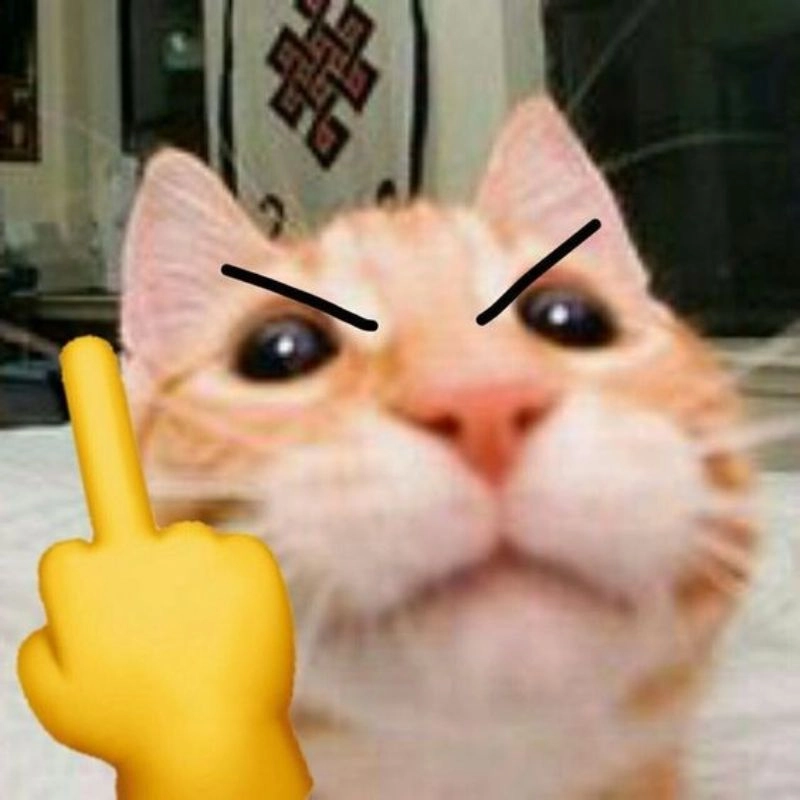 Meme mèo ngón giữa đáng yêu mà vẫn ngông