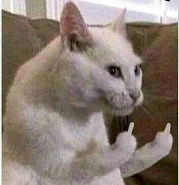 Meme mèo dơ ngón giữa khiến dân mạng bùng nổ