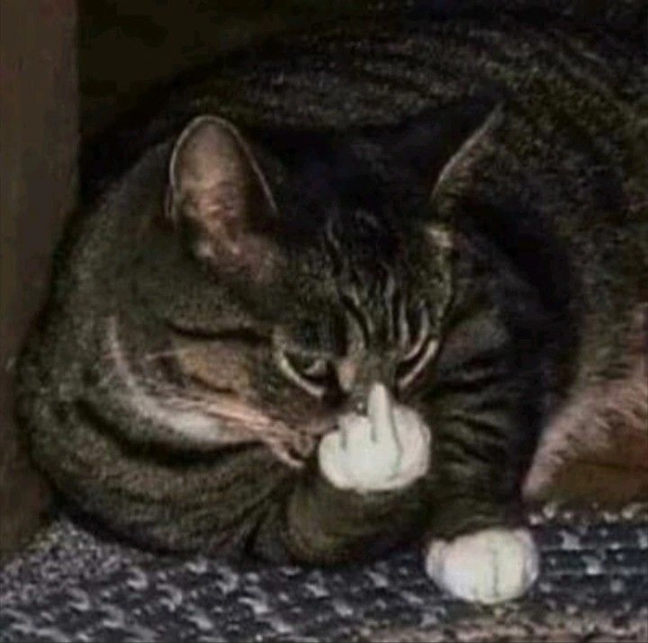 Meme mèo đưa ngón giữa nhìn mà tức giùm luôn