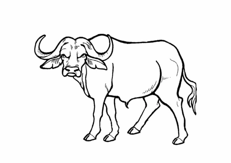 Tranh tô màu con vật nuôi trong gia đình quen thuộc