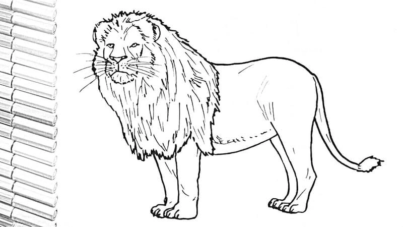 Tranh tô màu con vật chibi cực kỳ dễ thương