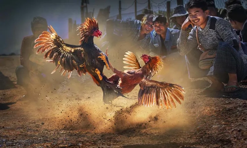  Bảng kèo đá gà SV388 hiển thị rõ ràng, dễ đọc.