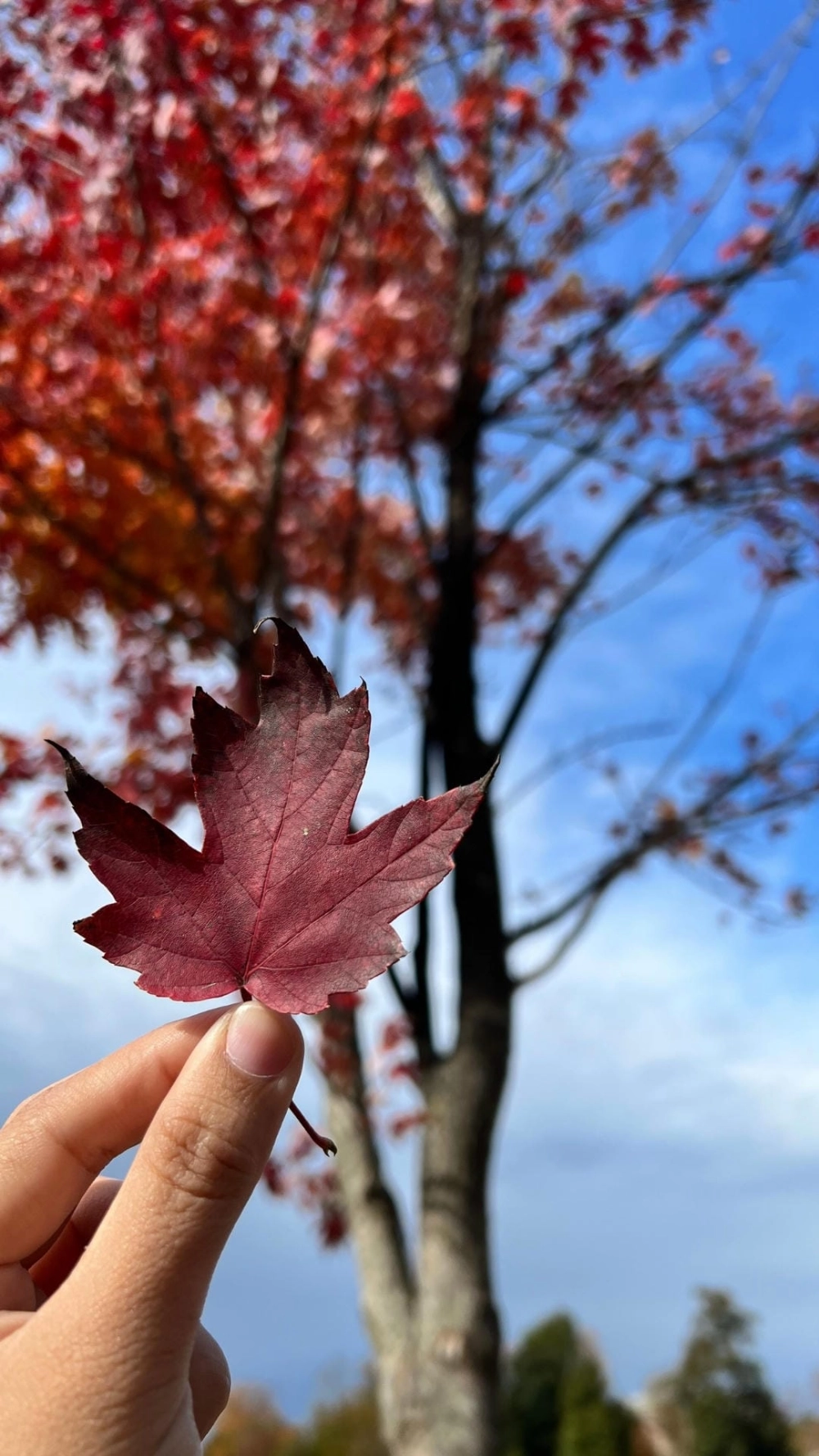 Một ảnh avatar đẹp về thiên nhiên