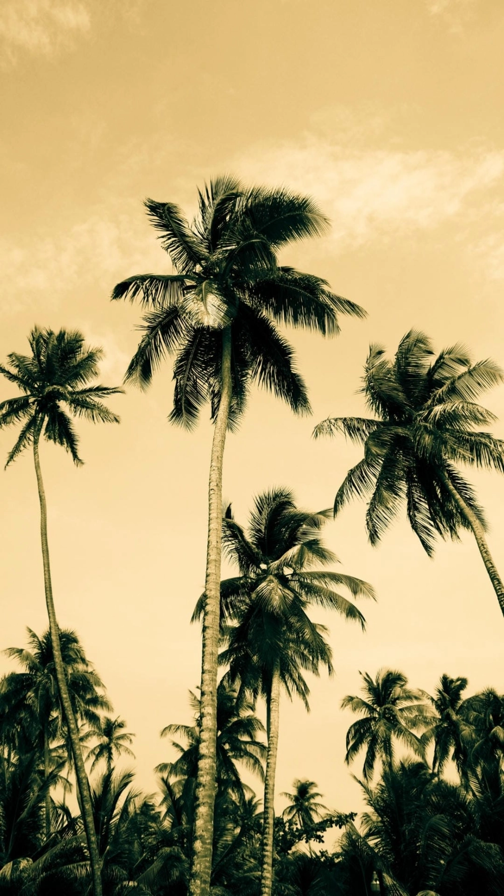 Ảnh avatar phong cảnh đẹp nhất