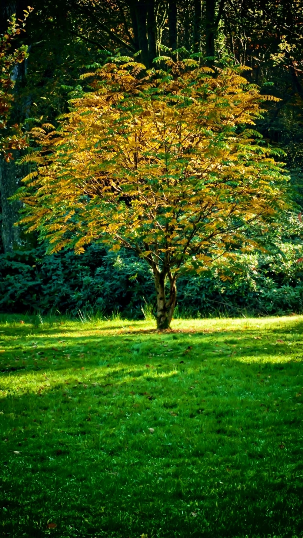 Ảnh avatar đẹp thiên nhiên trong lành