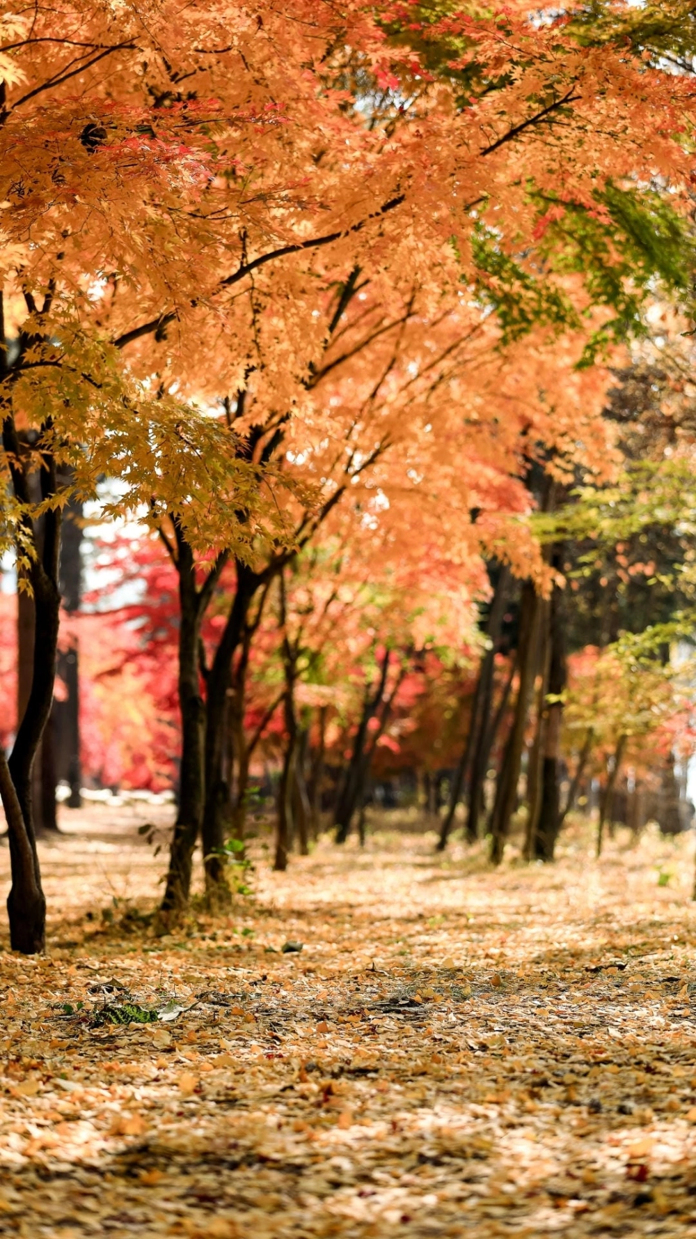 Ảnh avatar phong cảnh chill nhẹ nhàng