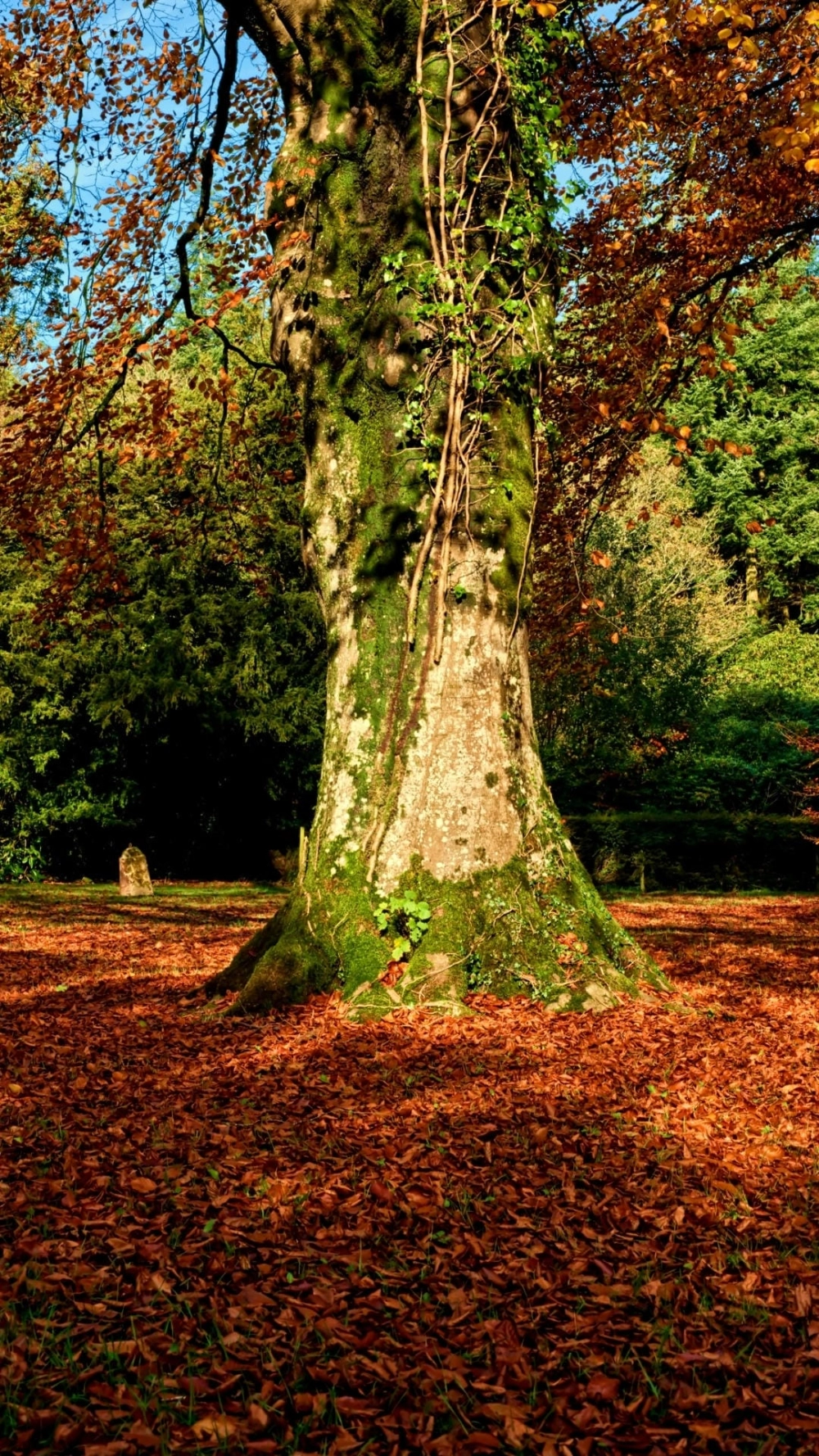 Ảnh đại diện phong cảnh đẹp cho Zalo