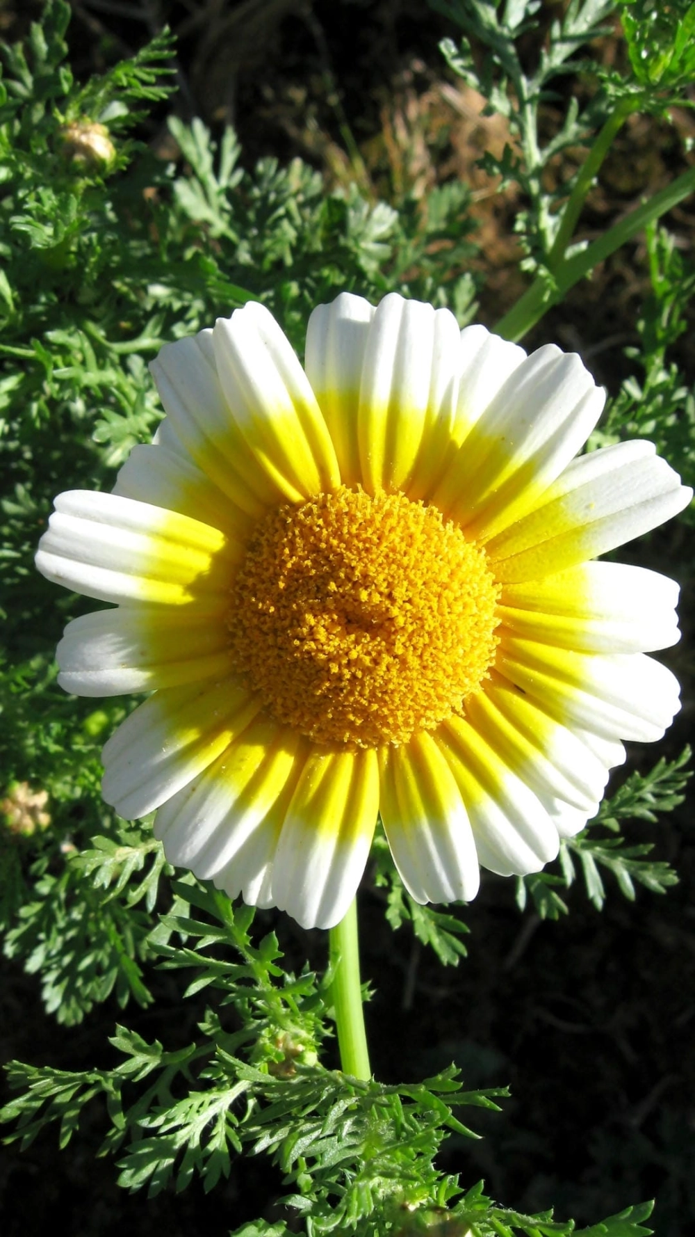 Ảnh avatar phong cảnh buồn và tâm trạng