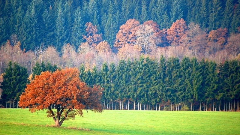 Tải hình nền phong cảnh đẹp cho máy tính