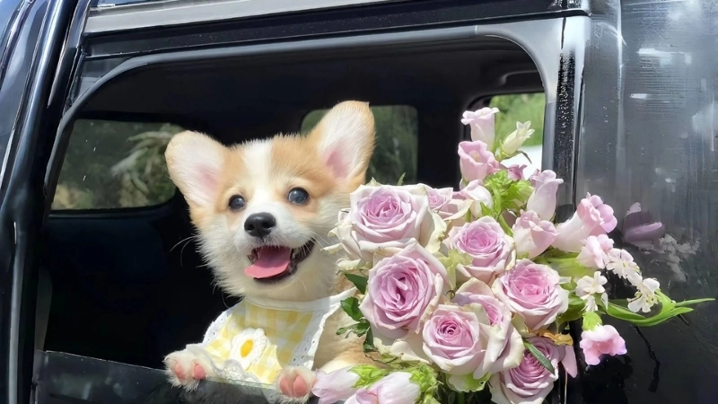 Ảnh khung cảnh anime đẹp đến nao lòng