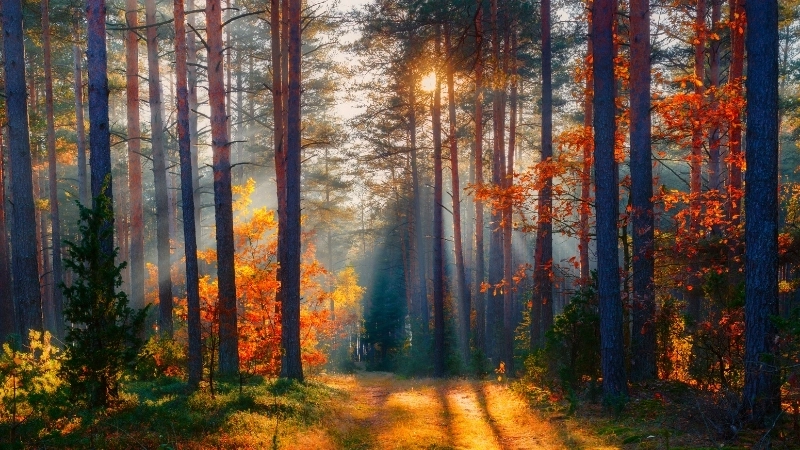 Trải nghiệm độ sắc nét của ảnh phong cảnh đẹp 4k