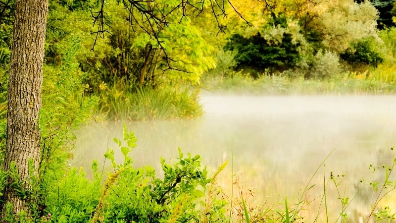 Vẻ đẹp trong veo của ảnh thiên nhiên đẹp full hd