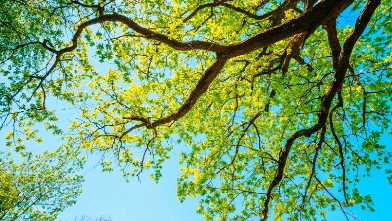 Tải miễn phí hình nền thiên nhiên đẹp full hd