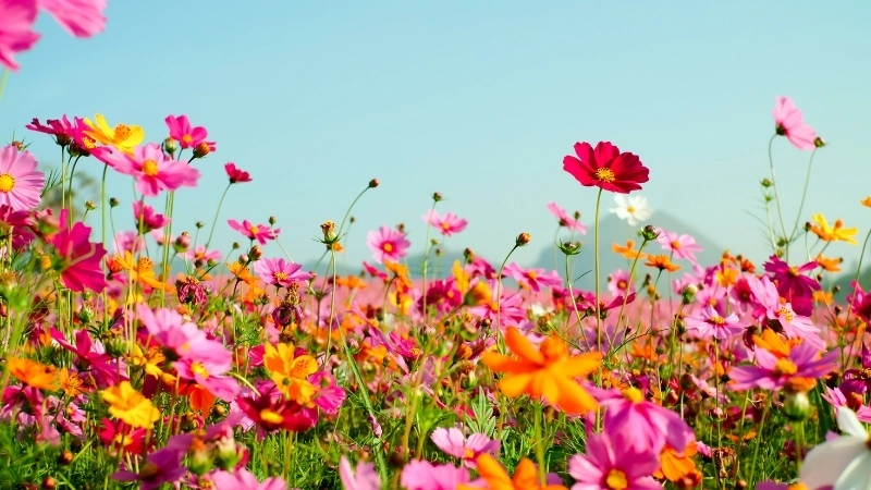 Khoảnh khắc hoàng hôn trong ảnh phong cảnh mùa hè đẹp