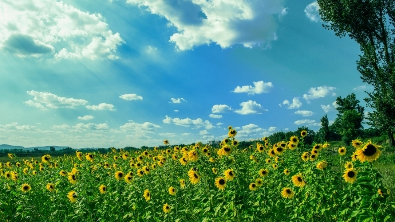 Bức tranh vẽ bãi biển mùa hè đầy nắng